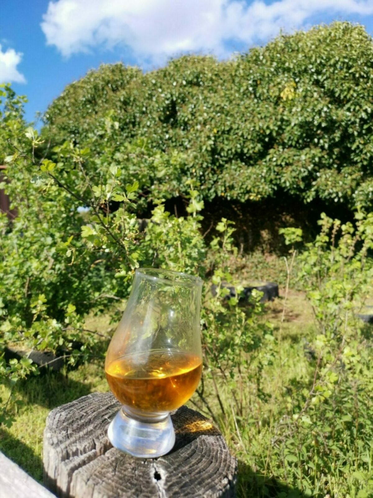 Whiskyglas in der Natur